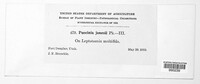 Puccinia jonesii image